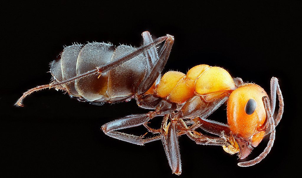 Ant Control service in York, PA