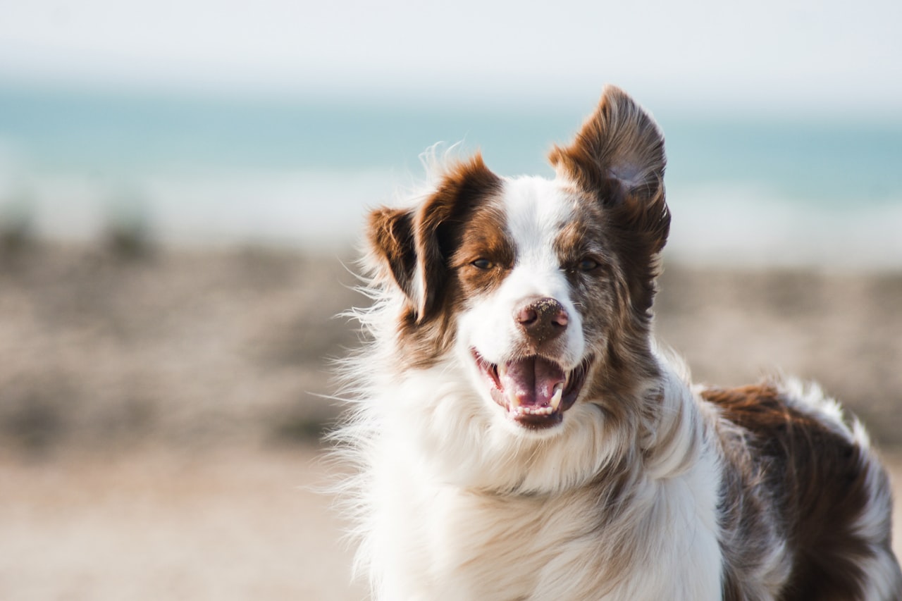 Flea & Tick Control service in York, PA