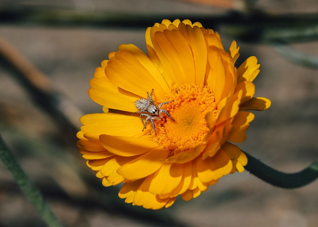 Spider Control service in York, PA